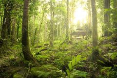 borneo forest,underwear,travel,adventure,adventure boxers,adventure underwear