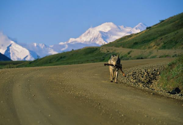 wolves, wolf, denali alaska,alaska,travel,travel clothing